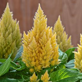 Cream Kimono, Celosia Seeds